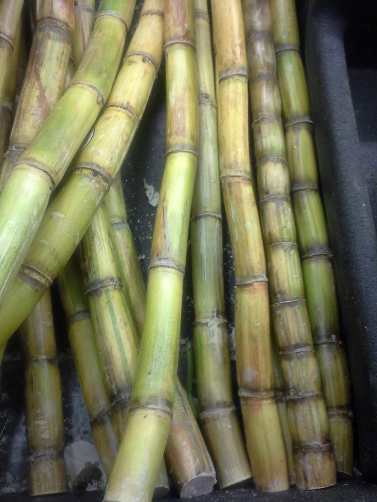 Close-up of sugar cane. Photo: Claremaier / Wikimedia Commons · CC BY-SA 4.0.