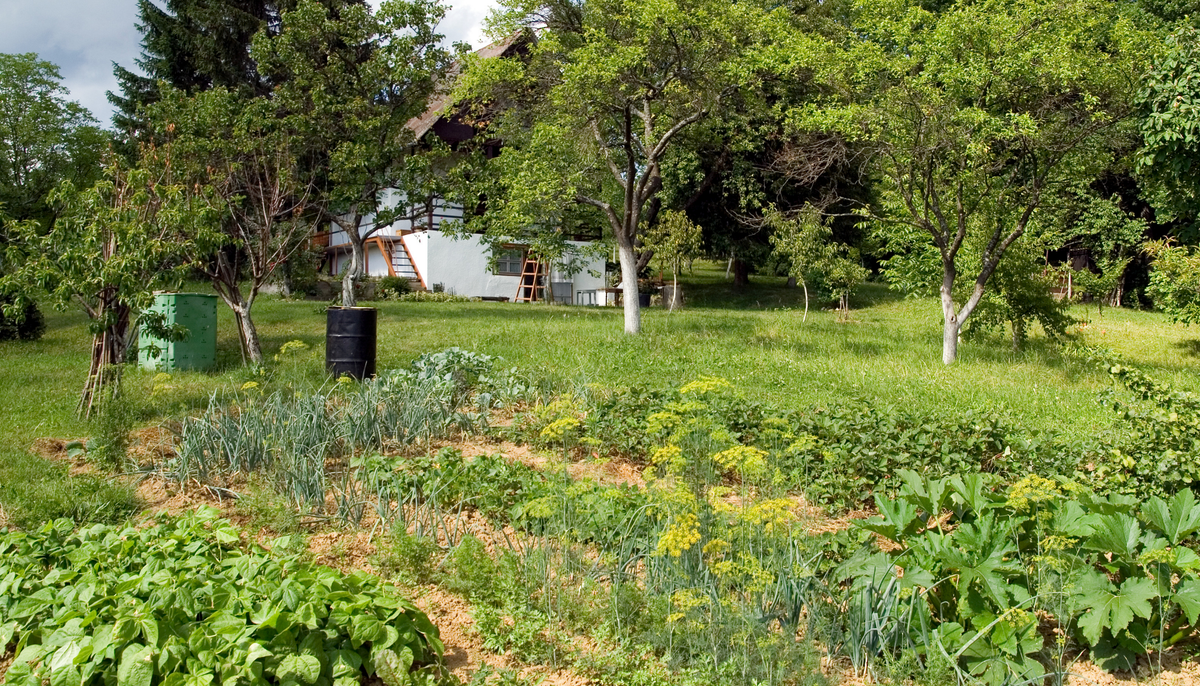 The Land That Feeds the Table