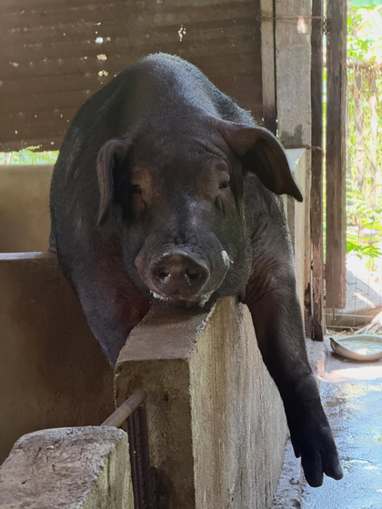 Pig on a working farm in Negros. Photo: @gamboareena / Instagram.