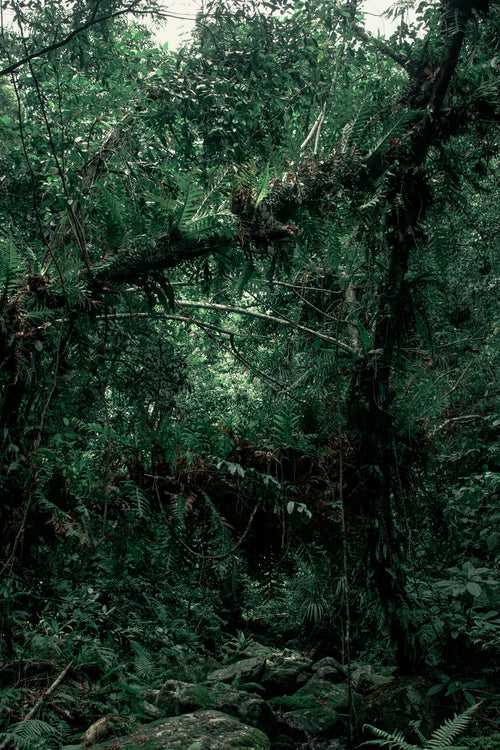 Tropical forest in Sariaya, Quezon, Philippines. Photo: Caleb Lumingkit / Unsplash.