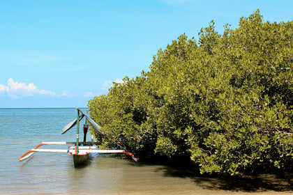 Mangrove waterside landscape in Baluran National Park, Indonesia. Photo: Wahyu Trianto / Unsplash. Illustrative only; not the local experience site.