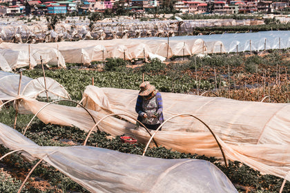 Woman working beside cultivated fields in Baguio. Photo: Nathaniel Sison / Unsplash. Agricultural illustration, not the advertised experience site.