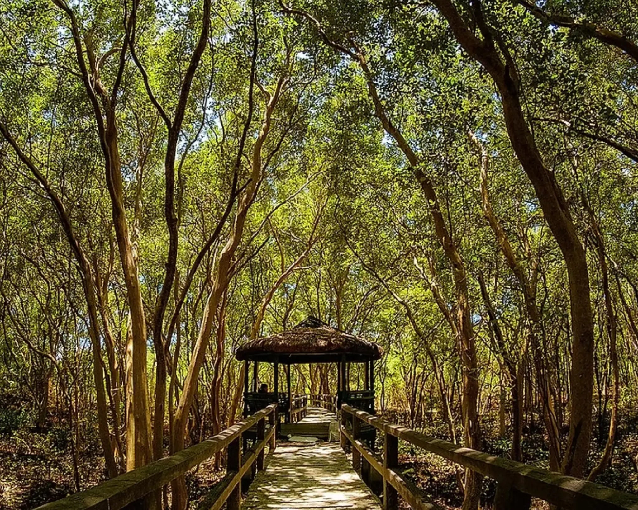 A tree-lined boardwalk at the Las Piñas–Parañaque Critical Habitat and Ecotourism Area