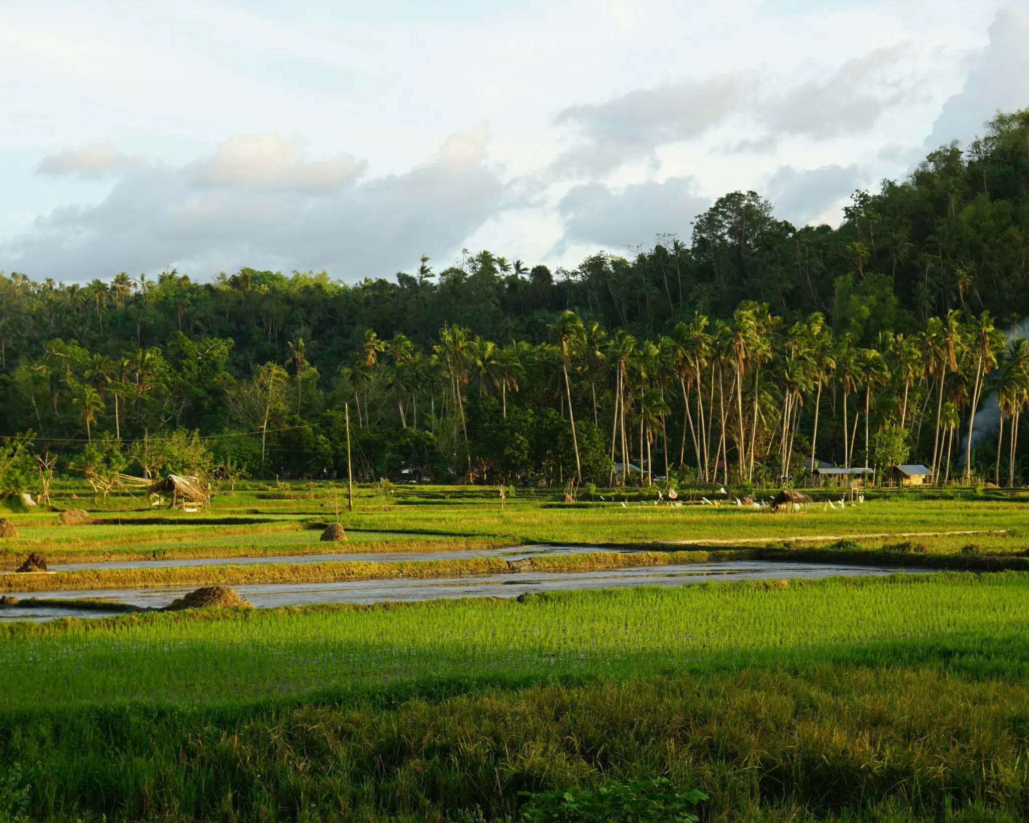 Rice fields bordered by coconut palms and forested hills
