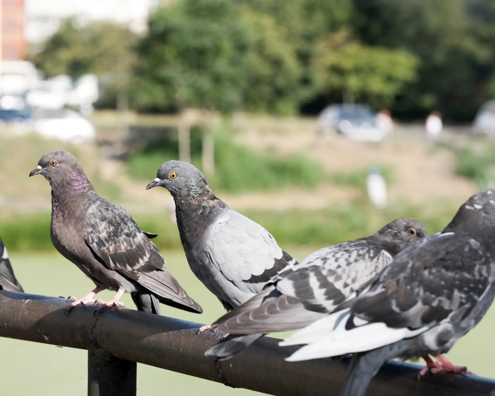 Pigeons resting on a railing beside an urban green space
